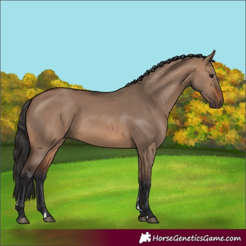 Horse Color:Brown Dun 
