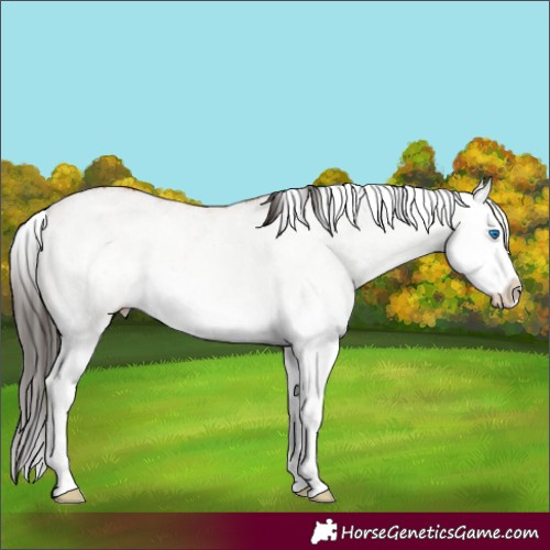 Horse Color:White Spotted Bay Dun Splash 