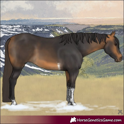 Horse Color:Buckskin Tobiano Rabicano 