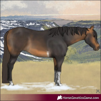 Horse Color:Buckskin Tobiano Rabicano 