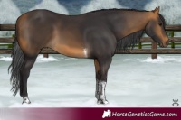 Horse Color:Buckskin Tobiano Rabicano 