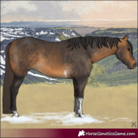 Horse Color:Buckskin Tobiano Rabicano 