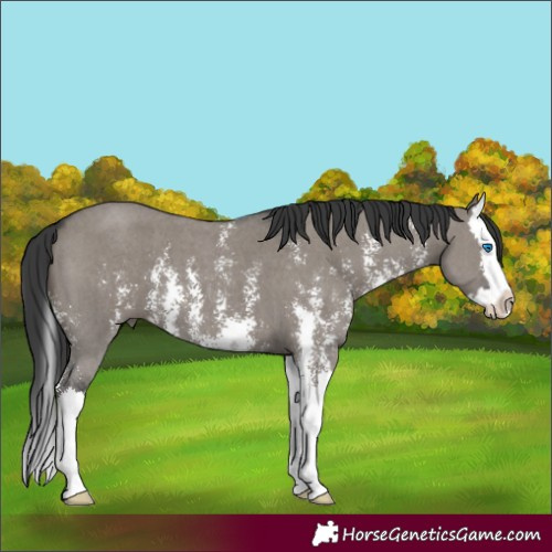 Horse Color:Grullo Sabino Splash 