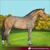 Horse Color:Buckskin Tobiano
