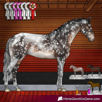 Horse Color:Brown Tobiano Snowcap Rabicano 