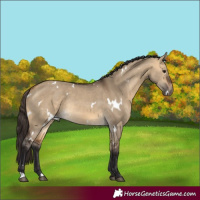 Horse Color:White Spotted Buckskin Dun Rabicano 