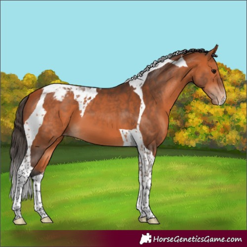 Horse Color:Bay Tobiano Appaloosa 