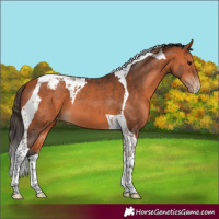 Horse Color:Bay Tobiano Appaloosa 