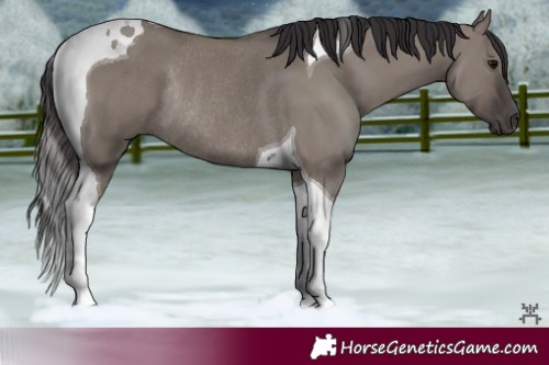 Horse Color:Smoky Grullo Tobiano Rabicano 