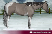 Horse Color:Smoky Grullo Tobiano Rabicano