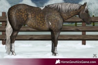 Horse Color:Silver Buckskin Tobiano Rabicano 