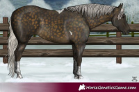 Horse Color:Silver Buckskin Tobiano Rabicano 