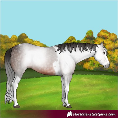 Horse Color:Gray Bay Splash Tobiano 
