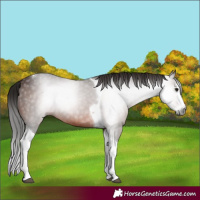 Horse Color:Gray Bay Splash Tobiano 