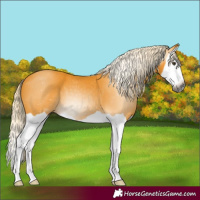 Horse Color:Gray Palomino Splash