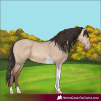 Horse Color:Amber Champagne Dun Tobiano 