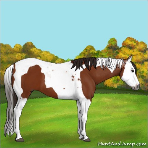 Horse Color:Gray Bay Splash Tobiano