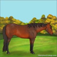 Horse Color:Bay 