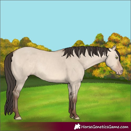 Horse Color:Amber Champagne Dun 