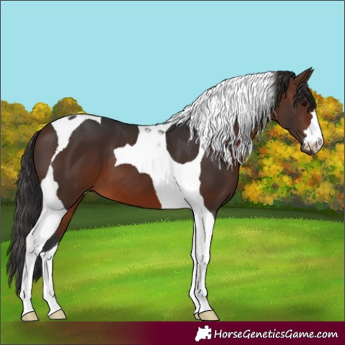 Horse Color:Brown Tobiano 