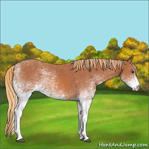 Horse Color:White Spotted Chestnut 