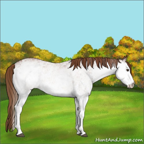 Horse Color:White Spotted Chestnut 