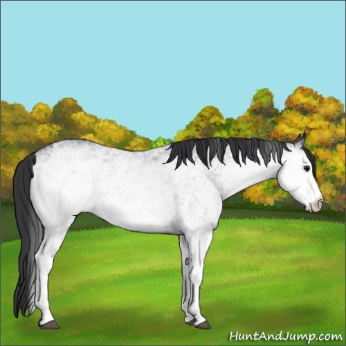 Horse Color:White Spotted Black 
