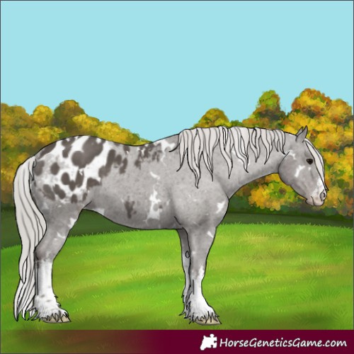 Horse Color:White Spotted Silver Black Appaloosa 