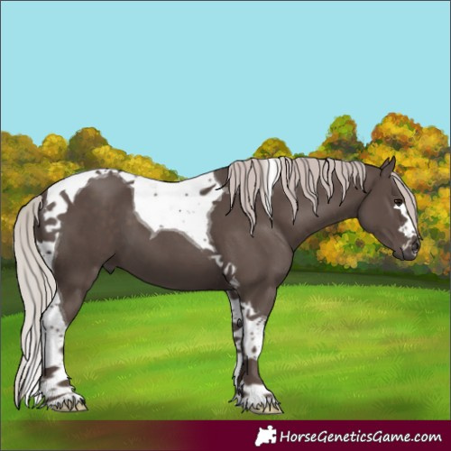 Horse Color:Silver Black Tobiano 