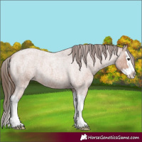 Horse Color:Bay Roan Splash Appaloosa 