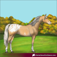Horse Color:Silver Buckskin Sabino Tobiano Appaloosa 