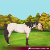 Horse Color:Bay Roan Dun 