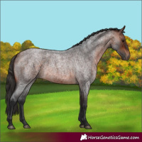 Horse Color:Bay Roan 