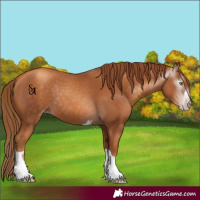 Horse Color:Gray Gold Champagne 