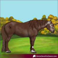 Horse Color:Gray Chestnut