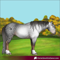 Horse Color:Gray Liver Chestnut 