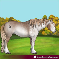 Horse Color:Gray White Spotted Chocolate Palomino Rabicano 