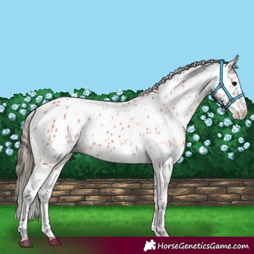 Horse Color:Bay Appaloosa