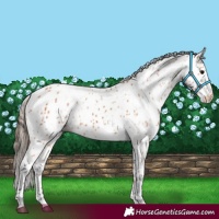 Horse Color:Bay Appaloosa
