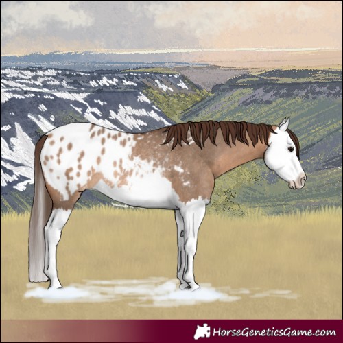 Horse Color:Bay Dun Splash Appaloosa Rabicano 