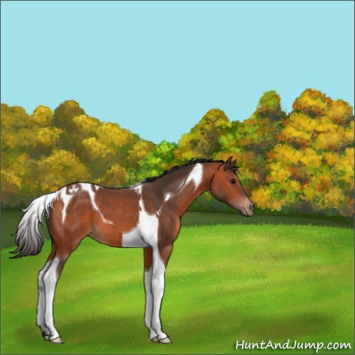 Horse Color:Bay Tobiano 