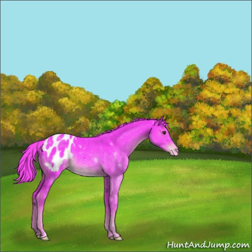 Horse Color:Watercolor Liver Chestnut Appaloosa Rabicano 