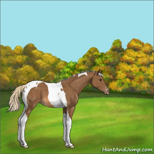 Horse Color:Chocolate Palomino Tobiano Appaloosa 