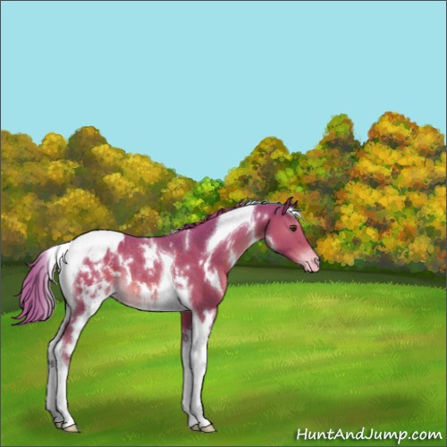 Horse Color:Watercolor White Spotted Chestnut Tobiano Appaloosa Rabicano