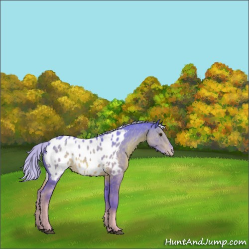 Horse Color:Watercolor Chocolate Palomino Appaloosa Rabicano 