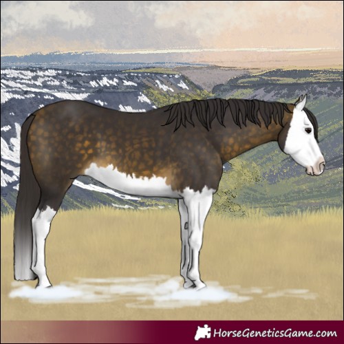 Horse Color:Buckskin Splash 