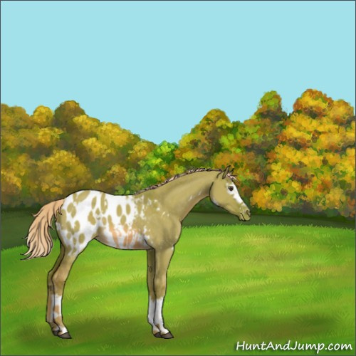Horse Color:Watercolor White Spotted Chocolate Palomino Dun Appaloosa 
