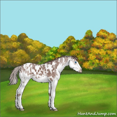 Horse Color:White Spotted Liver Chestnut Ice Splash Appaloosa 