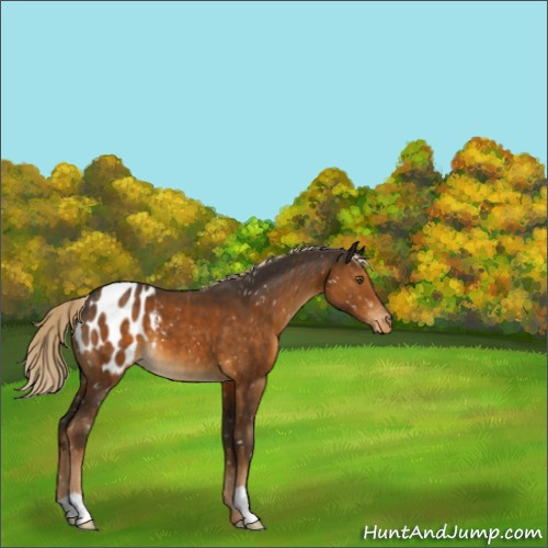 Horse Color:Chocolate Palomino Appaloosa 