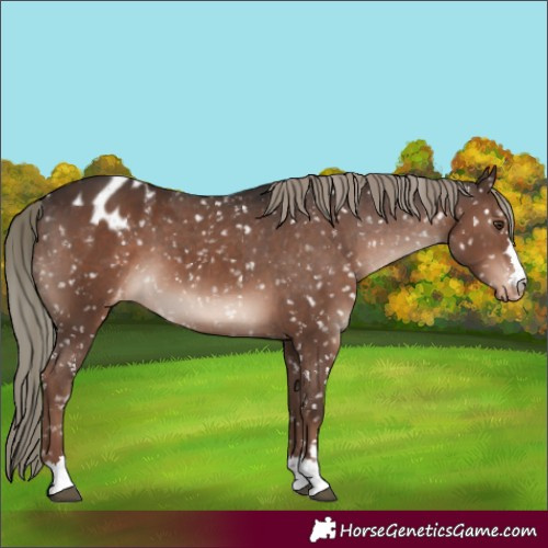 Horse Color:Liver Chestnut Mushroom Appaloosa